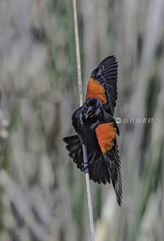 红翼黑鹂(Agelaius phoenicus)是黄鹂科的一种雀形目鸟类，在北美大部分地区和中美洲大部分地区都有发现。雀形目。肖伦伯格公园，索诺玛县，加利福尼亚州。